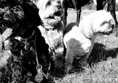 poshpetstravel 21 10