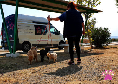 poshpetstravel 21 11