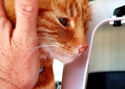 poshpetstravel 21 12