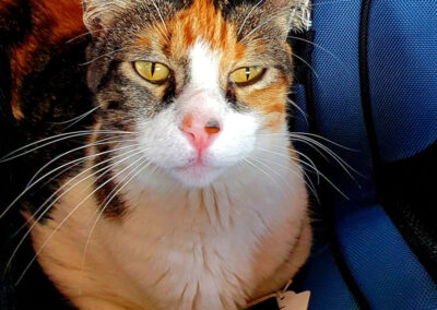 poshpetstravel 21 13