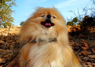 poshpetstravel 21 14