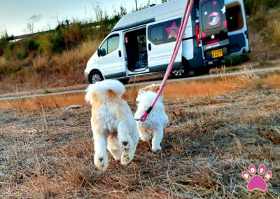 poshpetstravel 21 15