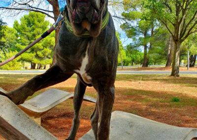 poshpetstravel 21 16