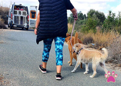 poshpetstravel 21 18