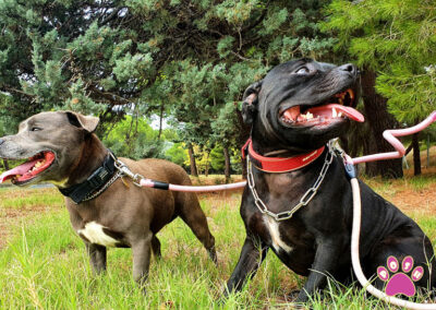 poshpetstravel 21 19