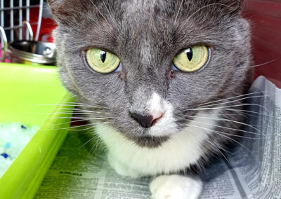 poshpetstravel 21 20