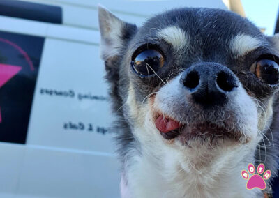 poshpetstravel 21 24