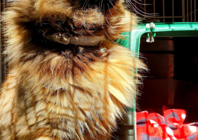 poshpetstravel 21 26