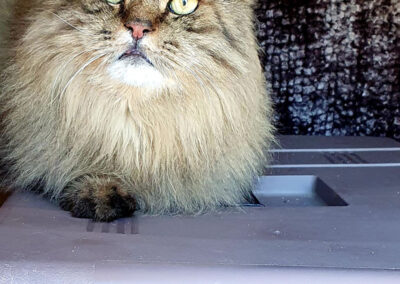 poshpetstravel 21 27