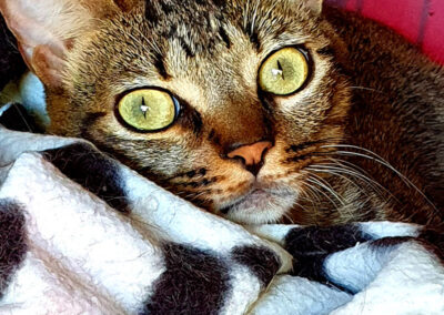 poshpetstravel 21 31