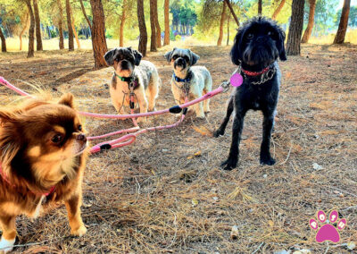 poshpetstravel 21 34