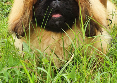 poshpetstravel 21 36