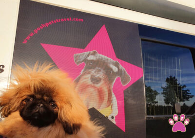 poshpetstravel 21 38