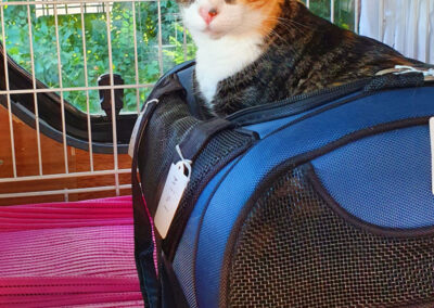 poshpetstravel 21 39