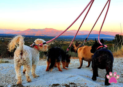 poshpetstravel 21 42