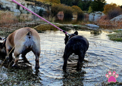 poshpetstravel 21 43